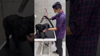 Cocker Spaniel Grooming at Pets Paradise Chalakudy [upl. by Aviva1]