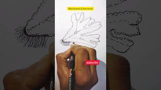 Marchantia diagramLiverwortshorts viral ytshorts drawing diagram viralvideostudydailylearn [upl. by Boccaj]