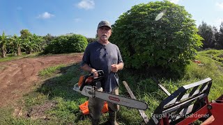 How I Manage Tithonia Diversifolia Mexican Sunflower that I Make Compost Tea with [upl. by Catherin355]