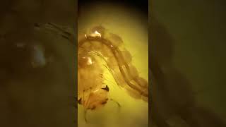 Funny Pupa amp Larva of Mosquito Culex in Water Drop Under Microscope Kyiv Ukraine Лялечка Комара [upl. by Hwang]