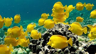 Yellow Tang Fish  Yellow Tang School  Marine Life Documentary [upl. by Hellene635]