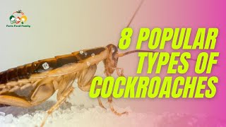 8 Different Types Of Cockroaches With Pictures  Cockroach Identification [upl. by Notffilc]