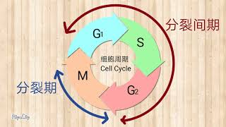 一目で分かる「核分裂」NUCLEAR FISSION [upl. by Ahseenak]