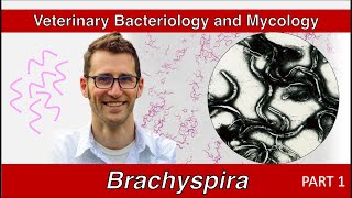 Brachyspira and Lawsonia Part 1  Veterinary Bacteriology and Mycology [upl. by Scharaga]