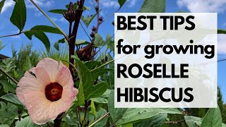 BEST TIPS for growing ROSELLE HIBISCUS a HEATLOVING plant that is BEAUTIFUL and DELICIOUS [upl. by Reywas]