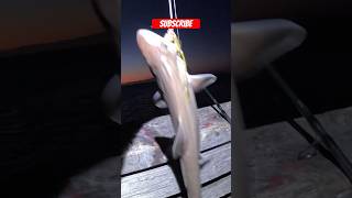 A Huge Sand Shark  using a Spot 😂🤣Then quotLaunching the Sand Sharkquot next😂🤣😭😂🤣 [upl. by Ttenaj]