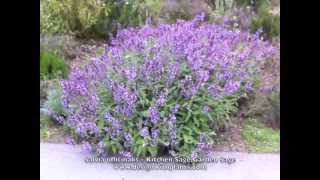 Salvia officinalis Kitchen Sage Garden Sage [upl. by Edroi]