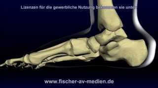 Der Fuß  kurz und bündig  Animation  Anatomie  Foot [upl. by Minica]