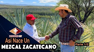 AGAVES OAXAQUEÑOS NOS DARÁN Mezcal Zacatecano [upl. by Eladnyl]