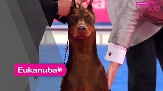 Eukanuba World Challenge Final  Part 2 [upl. by Anelehs]