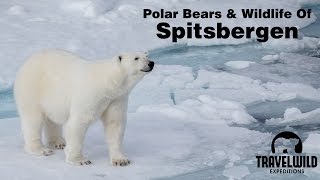 Polar Bears and Wildlife of Spitsbergen Svalbard [upl. by Annaiek]