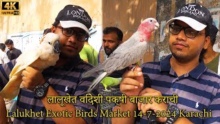 Lalukhet Exotic Birds and Parrots Market 1472024 Karachi  Unique and Rare Hen and Rooster Birds [upl. by Lennahc733]