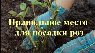 Правильное место для посадки роз Питомник растений Е Иващенко [upl. by Nierman634]