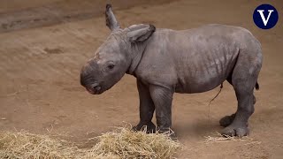 Un rinoceronte blanco nace en un zoo del Reino Unido [upl. by Oidivo]