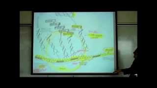 TRANSCRIPTION TRANSLATION amp THE FORMATION OF UREA amp URIC ACID by Professor Fink [upl. by Ahsita]