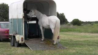 Curing a horse that rushes off the trailer [upl. by Renaud995]