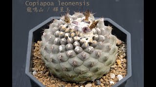 Copiapoa leonensis 龍鳴山介紹 [upl. by Lori]