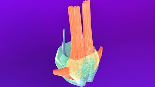 3D Pons Embryology Metencephalon  Rhombencephalon Embryology Part 3  Neuroembryology Part 6 [upl. by Amoakuh]