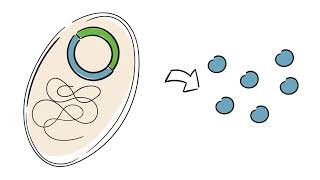 Gentechnik in der Medizin Sichere Insulinherstellung [upl. by Aidnyc]