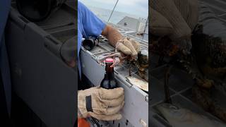 Lunch break 😂 maine lobster commercialfishing seafood interesting rootbeer [upl. by Irahs]