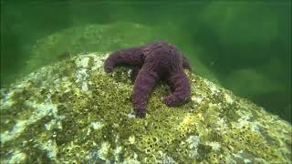 The Resurgence of Sea Stars in the Salish Sea [upl. by Blane]