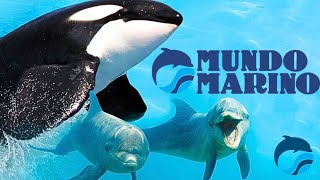 SHOW DE ORCA Y DELFINES MUNDO MARINO REFUGIO DEL MAR  SEA WORLD ARGENTINA 2024 [upl. by Idyh]