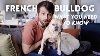 French Bulldog 101 The Pros and Cons of Owning One  TIPS I learned after 5 years [upl. by Eiznek]