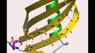 Cystatin A protein that flips out [upl. by Dusen]