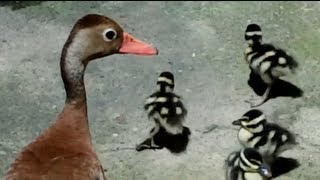 Patos pichichines invaden mi casa  Blackbellied Whistling Duck [upl. by Aiht892]