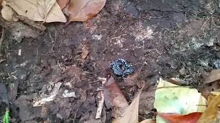 Blue Spotted Salamander  Michigan [upl. by Glynis906]