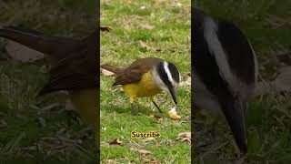 Benteveo comiendo un huevo  Kiskadee eating egg avesargentinas birds [upl. by Campman]