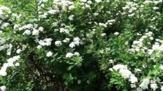 Snowmound Spirea Shrub Flowers Look Like Snow lowmaintenance [upl. by Ahsikym]