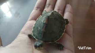 Indian Roof Turtle Behavior Pangshura tecta 🐢🐊🐬 IUCN23 [upl. by Okir]