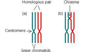 Homologous Recombination  Strand Invasion [upl. by Bowra463]