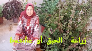 زراعة الحبق ، الريحان أو basilic من البدور بطريقة سهلة مع أمي إيطو ومعلومات مفيدة [upl. by Maryann]