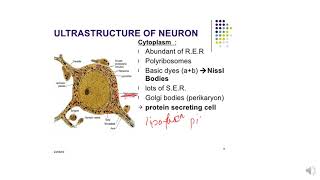 neurons and neuroglial cells [upl. by Karolina]