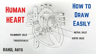 How to draw Human Heart Easily Step by Step  Structure of Human Heart  Class10 [upl. by Enelrahc]