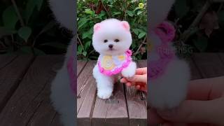 How to buy this cute dog  Pomeranian Dog Price In India  viral shorts video trending cute [upl. by Nabla]