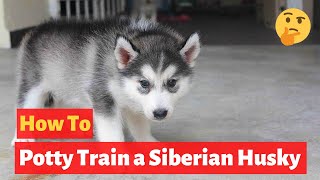 How to easily potty train Siberian Huskies Easiest potty training method possible [upl. by Sigfrid254]