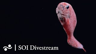 T09  SOI Divestream 698 [upl. by Bennet49]