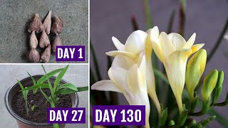 How to Plant Grow amp Care Freesia in Pots 130 Days Update [upl. by Jeff]