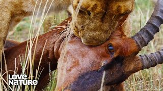 Lioness Makes Masterful Ambush in Takedown of Prey  Lions amp Hyenas [upl. by Etnaik713]