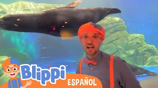 Blippi vista un acuario  Blippi Español  Videos educativos para niños [upl. by Hanikas786]