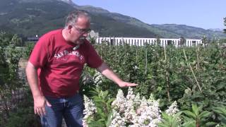 Hydrangeasy  The compact growing Hydrangea paniculata Pinky Winky [upl. by Teik272]