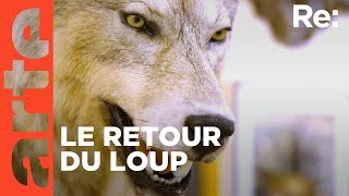 Le loup un animal qui dérange   ARTE Regards [upl. by Amles]