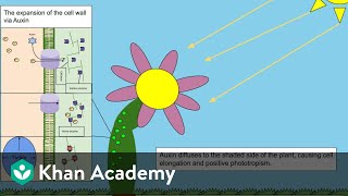 Plant Growth Promoters  Plant Growth and Development  Biology  Khan Academy [upl. by Sigfrid]