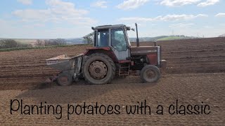 Planting potatoes with a classic MF690 and Reekie potato planter [upl. by Meeki]