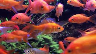 Goldfish swim in fish tank Relaxing [upl. by Atrice173]