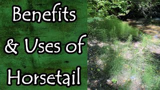 Horsetail Equisetum Arvense Uses and Benefits [upl. by Yhtrod]