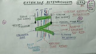 Extensor Retinaculum of Leg  Lower Limb Anatomy  TCML Anatomy [upl. by Maloy592]